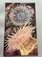 1935 SIGNED LIMITED EDITION 16 COPIES! Illustrations British Sea Anemones RARE