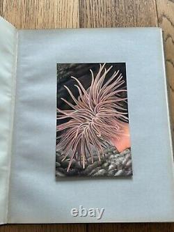 1935 SIGNED LIMITED EDITION 16 COPIES! Illustrations British Sea Anemones RARE