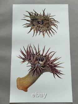 1935 SIGNED LIMITED EDITION 16 COPIES! Illustrations British Sea Anemones RARE