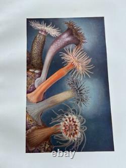 1935 SIGNED LIMITED EDITION 16 COPIES! Illustrations British Sea Anemones RARE