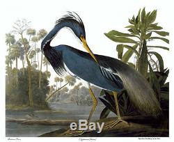 Audubon Louisiana Heron 30x44 Hand Numbered Edition Fine Art Print