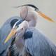 Harmony Blue Herons Bird Art Limited Edition Signed Print Coastal Art