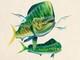 Mahi Mahi, limited edition giclee by Jason Mathias, 40x30 signed and numbered