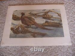 Pheasant In Cornfield by Robert Bateman Limited Edition Print A/P 34/56 SEALED