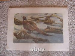 Pheasant In Cornfield by Robert Bateman Limited Edition Print A/P 34/56 SEALED