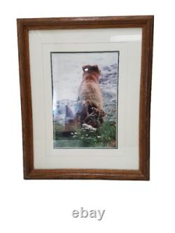 Thomas Mangelsen Limited Edition Signed 321/950 Framed Brown Bear Print E141
